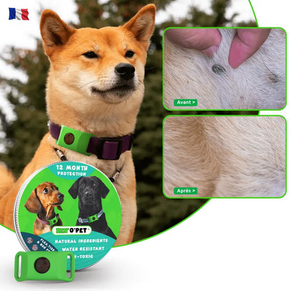 12-Month Flea & Tick Protection for Your Dog