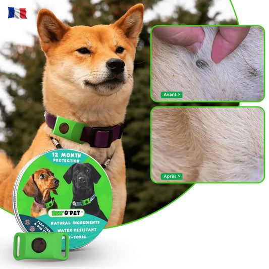 12-Month Flea & Tick Protection for Your Dog