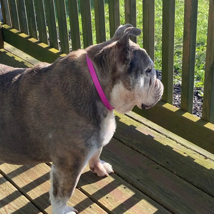 Flea and Tick Collar for Dogs – 8 Months of Protection