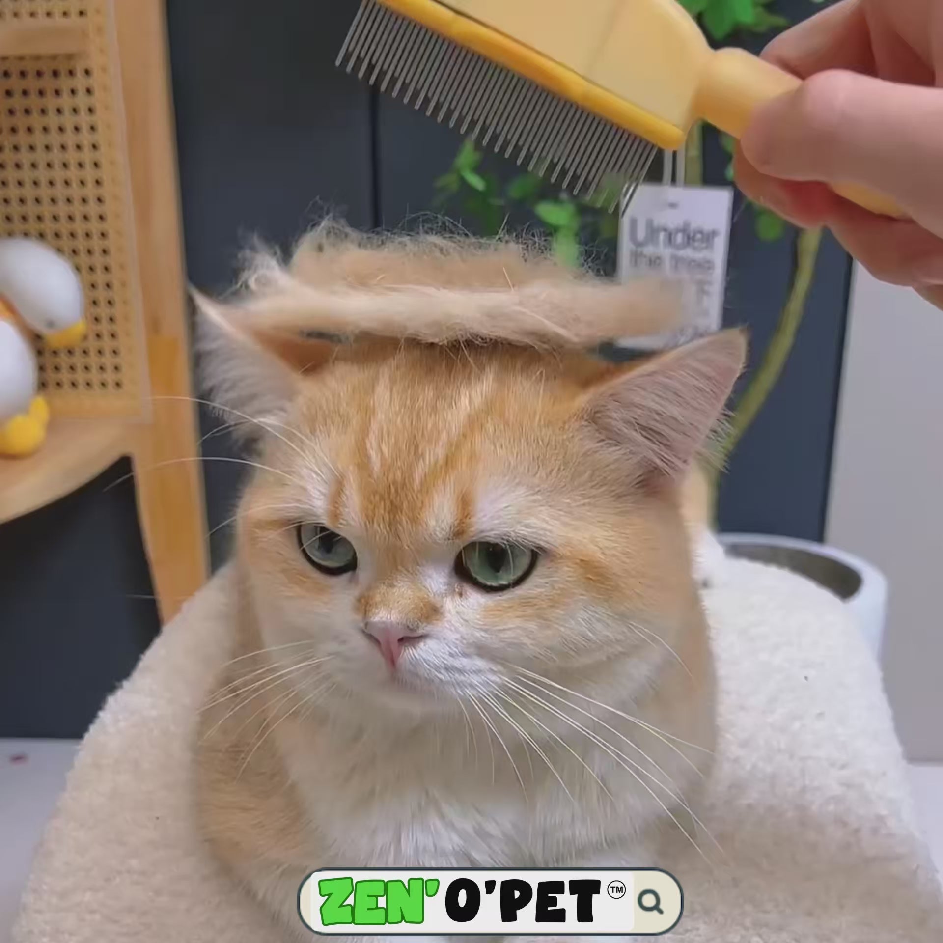 Load the video: 